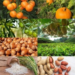 محصولات گیلان